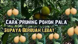 Cara Pruning Pohon Pala Supaya Berbuah Lebat
