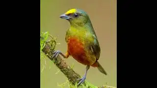 Beautiful bird capture moments 🥰🌄💟 lovely nature 🍄&zwj;🟫 #gardenplants #gardening #shortfeed #shorts