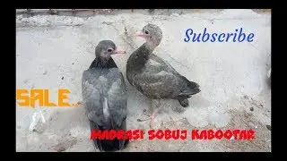 sobuj Madrasi baby kabootar in howrah by Raza photography & Technical