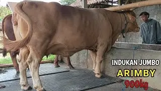 Sapi Indukan Jumbo Arimby Berbobot Hampir 900Kg‼️
