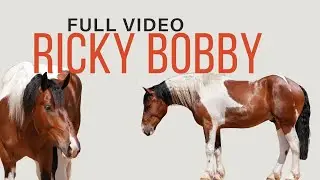 Ricky Bobby - FULL VIDEO || Spotted Draft x Quarter Horse || HorseBid