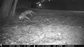 Red Fox Pair Feeding on the Lawn