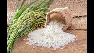 Paddy Huller