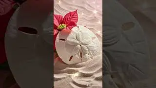SCDiving | The Legend of the Sand Dollar