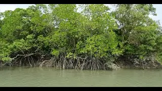 Approaches for Improving Estimation of Belowground Biomass of Mangrove Forests