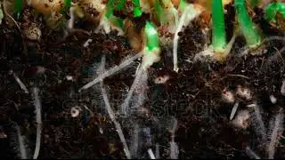 carbon nutrient dynamics