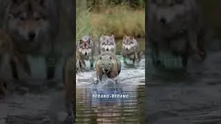 Serigala predator berang berang