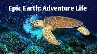 Aquatic Animals: A Race Against Time: Africa&rsquo;s Fight for Survival | Wildlife Documentary Hub | #4k