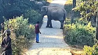 Wild Elephants crossing Village Road 
