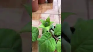 Reproducci&oacute;n por semilla Gloxinias