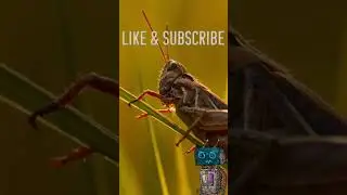 Grasshoppers: Masters of Sound Communication #didyouknow #education #animals #insects #grasshopper