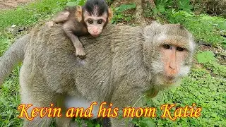 How Lovely Baby monkey Kevin is! His Mom Katie from a low rank but has good relationship with Milta