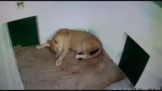 New born baby of tiger died in Kanpur Zoo