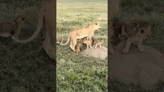 **What a day!! 🦁💛 Gold found in the wild &mdash; a lioness surrounded by her adorable cubs