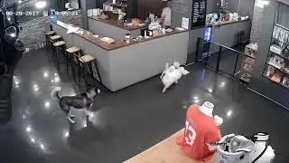 BRUTAL! Husky attacks Poodle!