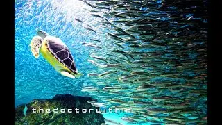 Overview of thedoctorwithin website: Detox, natural healing ...