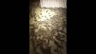 A massive rat infestation. Turn away if you don't like Rats
