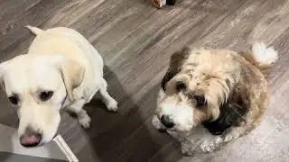 #dog Snack Time Is Friendship Time