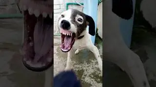 Aggressive Puppy Sound | Real Angry Puppy Growling | The Animal Behavior Studio