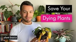 Basic tips for saving dying plants