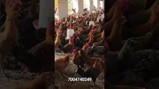 Best quality Sonali chicks and feed available Dhanbad Jharkhand #desimurgi #duckfarming #sonali