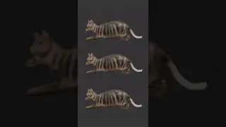 Olla olla cat