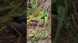 Hottentot teal #duck #waterfowl