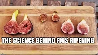 Figs. The science behind how figs ripen - Ethylene Gas