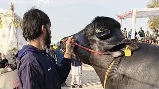 adult bull ki Ring Haryana murrah farm is live!