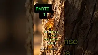 No sab&iacute;as esto sobre el incienso...PARTE 1 #mundonatural#arboles#incienso#curiosidades