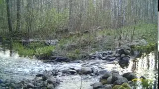 Saukko