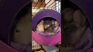 pet rat core