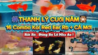 [Guppy] THANH LÝ CUỐI NĂM XẢ 16 COMBO KOI RED EAR RB TUYỂN GIỐNG CỰC ĐẸP, SIÊU RẺ & 7 COMBO CÁ 7 MÀU
