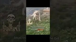 Blud tries to impress the BILL COLLECTOR