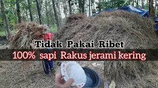 CARA GAMPANG PROSES JERAMI KERING UNTUK PAKAN SAPI, DENGAN BAHAN SEDERHANA. #fermentasipakanjerami