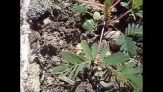 Plants have soul