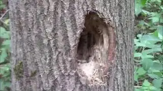 Fantastic Fishing Spiders   Part 2