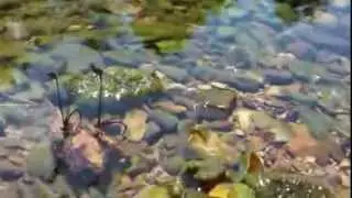 Awesome real life turtle Chia pet! Metal Detecting and river crack digging with the AT Pro