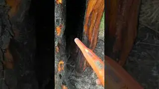 I found a coin - Metal detector find