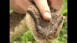 Estudiante de biolog&iacute;a socializa hallazgos sobre inmunidad al veneno de la Serpiente X