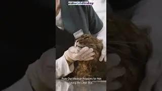 Why Does My Cat Poop Outside the Box