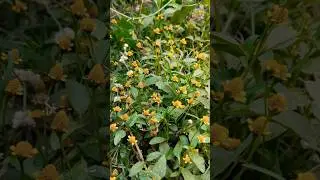 Grass flower in my garden #flowers #plants #amazing #shorts #ytshorts #shortsfeed