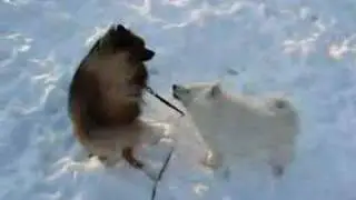 Mittelspitz playing