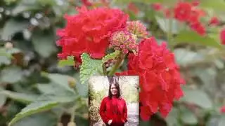 SALIARA LANTANA CAMARA #flowers 
