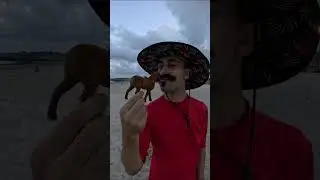 What will I find on the beach with a giant sieve?