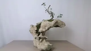 Premna microphylla rock planting