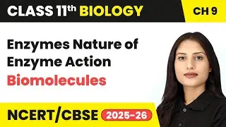 Enzymes Nature of Enzyme Action - Biomolecules | Class 11 Biology Chapter 9 | CBSE 2025-26