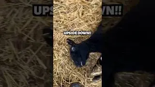 MAMA NEEDS HELP!!! &hellip;she&rsquo;s UPSIDE DOWN!🙃 #sheep #farming #emergency