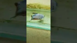 REVIVING A DYING BETTA FISH 🐠🐠🐠 #shorts