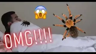 PRANK! GIGANTIC TARANTULA PRANK ON BOYFRIEND (HILARIOUS!!)